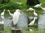 Egrets.JPG (207 KB)